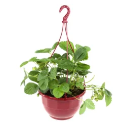 NA Plants De Légumes Et Aromatiques | Plant de fraisier 'Charlotte' : pot de 4 litres