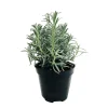 NA Plants De Légumes Et Aromatiques | Plant de lavande' officile' - pot 1 litre