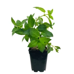 NA Plant de menthe poivrée : pot de 1 litre Hot