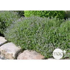 NA Plants De Légumes Et Aromatiques | Plant de thym commun : pot de 3 litres