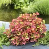 NA Plantes De Bassin | Plante aquatique pour bordure de bassin - Pot 9cm