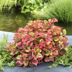 NA Plantes De Bassin | Plante aquatique pour bordure de bassin - Pot 9cm