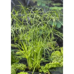 NA Plantes De Bassin | Plante aquatique pour bordure de bassin - Pot 9cm