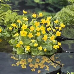 NA Plantes De Bassin | Plante aquatique pour bordure de bassin - Pot 9cm