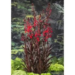 NA Plantes De Bassin | Plante aquatique pour bordure de bassin - Pot 9cm