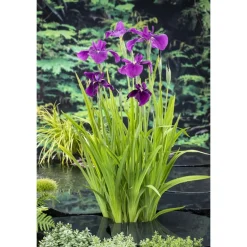 NA Plantes De Bassin | Plante aquatique pour bordure de bassin - Pot 9cm