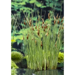 NA Plantes De Bassin | Plante aquatique pour bordure de bassin - Pot 9cm