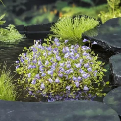 NA Plantes De Bassin | Plante aquatique pour bordure de bassin - Pot 9cm