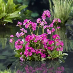 NA Plantes De Bassin | Plante aquatique pour bordure de bassin - Pot 9cm