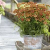 Plantes Avenue Plants De Légumes Et Aromatiques | - Achillée millefeuille milly rock™ red/[-]pot de 3l - 20/40 cm