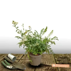 Plantes Avenue Plants De Légumes Et Aromatiques | - Achillée millefeuille milly rock™ red/[-]pot de 3l - 20/40 cm