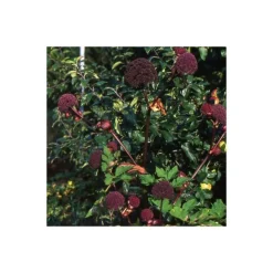 Plantes Avenue - Angélique rouge/[-]godet - 5/20 cm Online