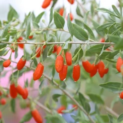 Plantes Avenue - Baie de goji sweet success®/[-]pot de 3l - echelle bambou 60/120 cm Hot
