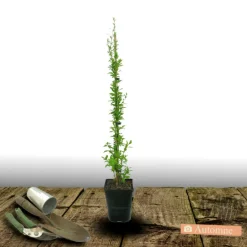Plantes Avenue - Baie de goji sweet success®/[-]pot de 3l - echelle bambou 60/120 cm Hot