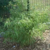 Plantes Avenue - Bambou non traçant/[-]pot de 3l - 20/40 cm New