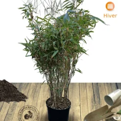Plantes Avenue - Bambou non traçant/[-]pot de 7,5l - 60/80 cm Discount