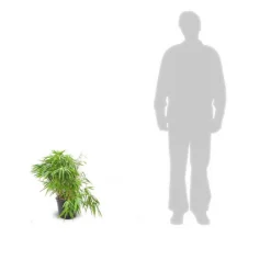 Plantes Avenue Bambous | - Bambou non traçant/[-]pot de 4l - 40/60 cm
