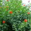 Plantes Avenue Plantes Grimpantes | - Bignone du cap/[-]pot de 3l - echelle bambou 60/120 cm