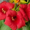 Plantes Avenue Plantes Grimpantes | - Bignone ebony & red® 'mincamroug13'/[-]pot de 3l - echelle bambou 60/120 cm