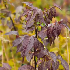 Plantes Avenue Plantes Grimpantes | - Bignone ebony & red® 'mincamroug13'/[-]pot de 3l - echelle bambou 60/120 cm