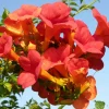 Plantes Avenue - Bignone x tagliabuana madame galen/[-]pot de 1,5l - tuteur bambou 30/60 cm Clearance