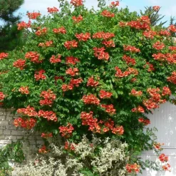 Plantes Avenue - Bignone x tagliabuana madame galen/[-]pot de 1,5l - tuteur bambou 30/60 cm Clearance