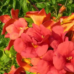 Plantes Avenue - Bignone x tagliabuana madame galen/[-]pot de 1,5l - tuteur bambou 30/60 cm Clearance