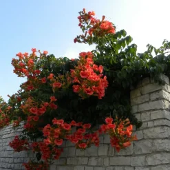 Plantes Avenue - Bignone x tagliabuana madame galen/[-]pot de 1,5l - tuteur bambou 30/60 cm Clearance