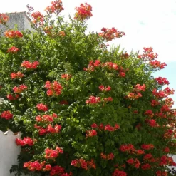 Plantes Avenue - Bignone x tagliabuana madame galen/[-]pot de 1,5l - tuteur bambou 30/60 cm Clearance