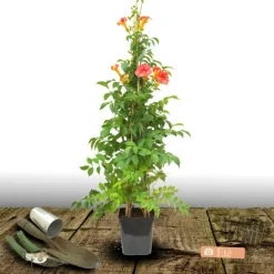 Plantes Avenue - Bignone x tagliabuana madame galen/[-]pot de 1,5l - tuteur bambou 30/60 cm Clearance