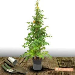 Plantes Avenue - Bignone x tagliabuana madame galen/[-]pot de 1,5l - tuteur bambou 30/60 cm Clearance
