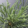 Plantes Avenue - Cèdre du japon araucarioides/[-]pot de 3l - 40/60 cm Outlet