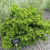 Plantes Avenue Conifères | - Cèdre du japon bandai sugi/[-]pot de 5l - 40/60 cm