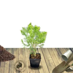 Plantes Avenue Conifères | - Cèdre du japon cristata/[-]pot de 3l - 20/40 cm