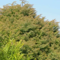 Plantes Avenue Conifères | - Cèdre du japon elegans/[-]pot de 12l - 80/100 cm