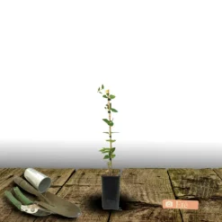 Plantes Avenue Plantes Grimpantes | - Clématite chibi® niida/[-]pot de 1,5l - tuteur bambou 30/60 cm