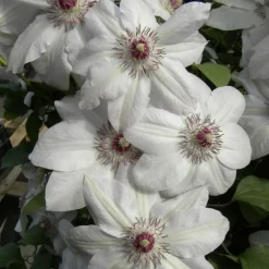 Plantes Avenue - Clématite miss bateman/[-]pot de 3l - echelle bambou 60/120 cm Outlet