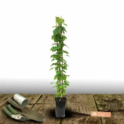 Plantes Avenue - Clématite miss bateman/[-]pot de 3l - echelle bambou 60/120 cm Outlet