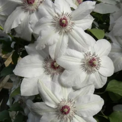 Plantes Avenue - Clématite miss bateman/[-]pot de 3l - echelle bambou 60/120 cm Outlet