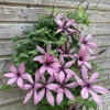 Plantes Avenue Plantes Grimpantes | - Clématite princesse arabelle® 'cerpara'/[-]pot de 3l - echelle bambou 60/120 cm