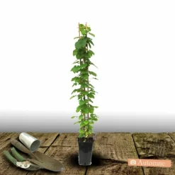 Plantes Avenue Plantes Grimpantes | - Clématite princesse arabelle® 'cerpara'/[-]pot de 3l - echelle bambou 60/120 cm