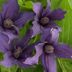Plantes Avenue - Clématite saphyra® violetta 'm32-10'/[-]pot de 1,5l - tuteur bambou 30/60 cm New