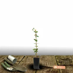 Plantes Avenue - Clématite saphyra® violetta 'm32-10'/[-]pot de 1,5l - tuteur bambou 30/60 cm New