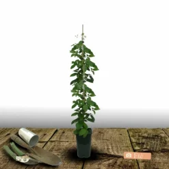 Plantes Avenue - Clématite stella bella® 'so23005'/[-]pot de 2l - tuteur bambou 60/90 cm Sale