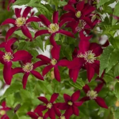 Plantes Avenue Plantes Grimpantes | - Clématite viticella glorious® red 'zo23015'/[-]pot de 2l - tuteur bambou 60/90 cm