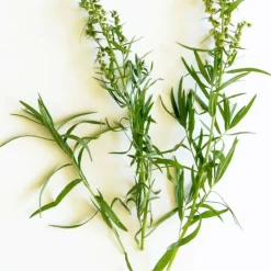 Plantes Avenue - Estragon - prêt à consommer/[-]pot de 1,5l - 10/20 cm Online
