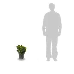 Plantes Avenue - Faux cyprès aurora/[-]pot de 3l - 20/40 cm Discount