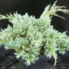Plantes Avenue Conifères | - Genévrier écailleux blue carpet/[-]pot de 3l - 20/40 cm