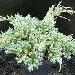 Plantes Avenue Conifères | - Genévrier écailleux blue carpet/[-]pot de 3l - 20/40 cm