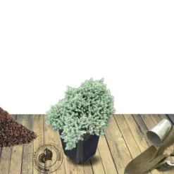 Plantes Avenue Conifères | - Genévrier écailleux blue star/[-]pot de 5l - 40/60 cm